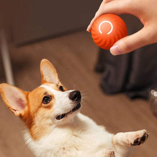 Electric Dog Toy